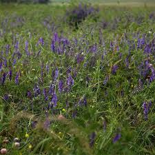 Image result for Vicia villosa