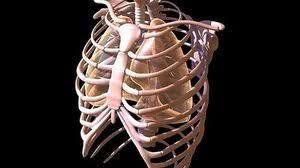 Чаще они локализуются в верхних конечностях, на туловище, лице. O Chem Govorit Bol Sleva V Grudnoj Kletke Pri Vdohe Yandeks Kyu
