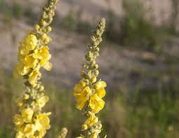 Herbs Growing Herbs Medicinal Plants Types Of Herbs