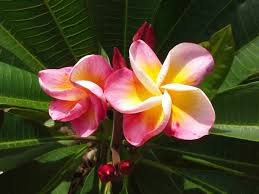 Candy Lemon Plumeria Frangipani Beautiful Flowers Plumeria