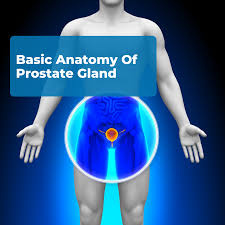 Image result for Prostate Anatomy