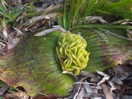 Image result for Hypoxis rigidula