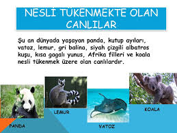 Nesli Tukenen Ve Tukenmekte Olan Canlilar Ppt Indir