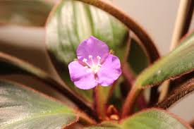 Image result for Aneilema zebrinum