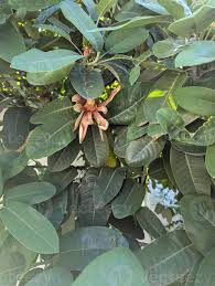 Image result for Magnolia delavayi