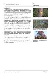 Image result for Securidaca longepedunculata