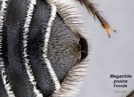 Image result for Enneapogon pretoriensis