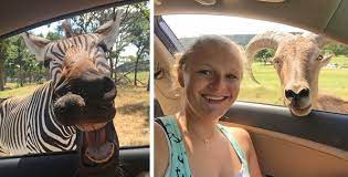 Things To Do In Dallas Fort Worth Seeing Sunshine Fort Worth Zoo Dallas Attractions Dallas Zoo