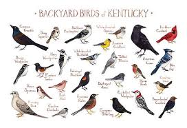 Birds Of Texas Field Guide Kentucky Backyard Birds Field Guide Art Print Watercolor Etsy Backyard Birds Birds Bird Repellents