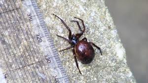 A false widow spider's bite usually only cause minor irritation. False Widow Spider The Wildlife Trusts