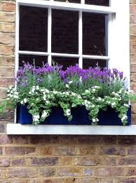Posy Window Box Plants Window Planter Boxes Window Planters