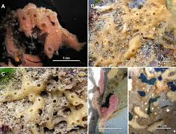 Image result for Coral Sand 1947 Kaiser