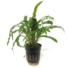Еще небольшое пополнение cryptocoryne spiralis tiger cryptocoryne sp.natuna 3 cryptocoryne longicauda malaysia cryptocoryne striolata cryptocoryne longicauda tayan cryptocoryne ferruginea var.ferruginea. Cryptocoryne Costata