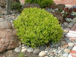 Image result for Pittosporum tobira