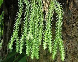 Image result for Huperzia gnidioides