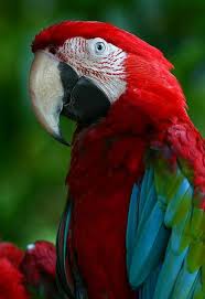 Red And Green Macaw Singapore Zoo In 2020 Pet Birds Parrot Beautiful Birds