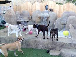 San Diego Dog Daycare And Boarding Camp Run A Mutt Mission Hills San Diego S Favorite Cage Free Doggie Daycare And Dog Daycare Dog Business San Diego Dogs