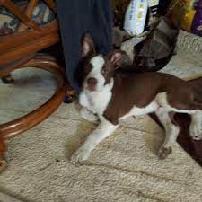 Welcome to baze animal clinic where we are so excited to serve our community. Southwest Animal Clinic Veterinarians 4808 50th St Lubbock Tx Phone Number Yelp