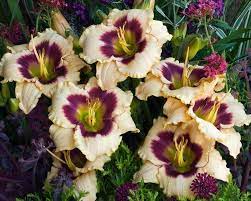 Data specific to daylilies (edit). Hemerocallis Blueberry Candy Bluestone Perennials