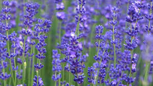 Shrubs with purple flowers are perhaps more highly sought after than any other type. 10 Recommended Shrubs With Blue Or Lavender Flowers