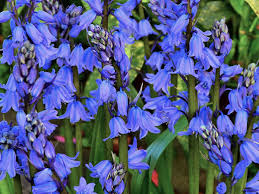 Australian native flowers australian plants australian animals australian wildflowers australian bush australian garden beautiful creatures animals beautiful mammals. Bluebell Flowers Beautiful And Whimsical Perennials Dengarden