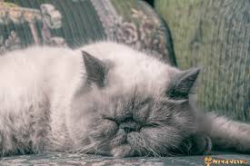 En Uygun 10 Evde Beslenebilecek Kedi Cinsi Miyavliyo