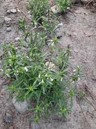 Image result for Nesaea aspera