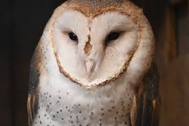 HOO are you looking at? Well, you're looking at a barn owl which  surprisingly doesn't hoot like other species of owls! Barn owls are known  for their raspy screeches, hisses, and beak