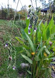 Image result for Thalia geniculata