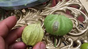 The fruit is best after it has been touched by a frost. Ground Cherries Aunt Molly Vs Shonbrunner Or German Ground Cherry Youtube