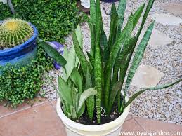 If your snake plant has droopy leaves. Why Are My Snake Plant Leaves Falling Over Joy Us Garden