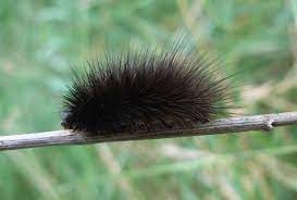Garden Tiger Moth Tiger Moth Moth Caterpillar British Wildlife