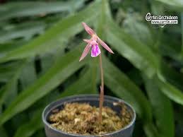 Image result for Nervilia