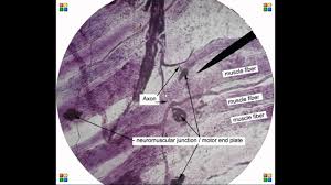 Smooth muscle tissue | smooth muscle tissue, muscle. Muscle Histology Avi Youtube