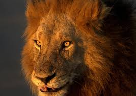 The park is the size of a small country and supports a huge variety of wildlife. The 10 Best Kruger National Park Tours Tickets 2021 Johannesburg Viator