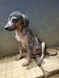 Kim was rescued from Kossinna with a severe skin condition. She is currently a happy pup at the hospital receiving all the love and care she can get. With time, when she