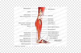 Human anatomy leg tendons muscles of the leg and foot. Human Leg Knee Muscle Nerve Crus Tendon Angle Text Foot Png Pngwing