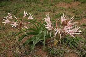 Image result for Crinum buphanoides