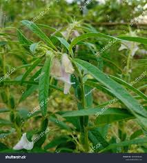 Image result for Sesamum radiatum