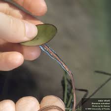 Image result for Brasenia schreberi