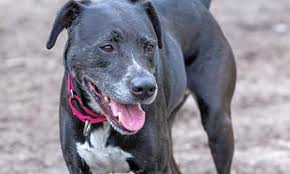 We found 44 pet friendly apartments for rent in jacksonville, nc on realtor.com®. 6 Cuddly Canines To Adopt Now In Jacksonville
