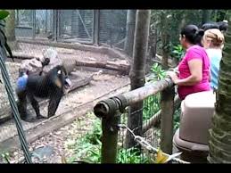 Maybe you would like to learn more about one of these? Please Don T Feed The Animals Youtube