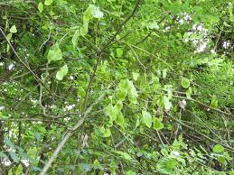 Image result for Dalbergia melanoxylon