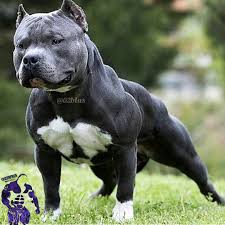 Https Twitter Com 02blas Lang En Bully Breeds Dogs Grey Pitbull Puppies Bully Dog