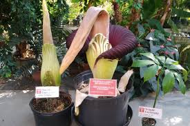 We have added over 30 new locations to the game including: Ultra Rare Corpse Flower Blooms At Temple University For The First Time In Nearly A Decade Phillyvoice