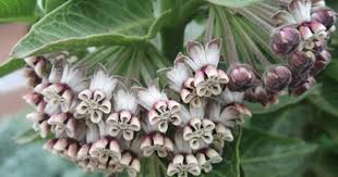 Asclepias Cancellata Buy Online At Annie S Annuals Perennials Asclepias Summer Flowers Garden Butterfly Plants