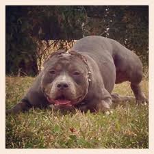Once the ears have been cut with scissors, the pups then wear tape and bandages around them for several weeks. Cropped Ears Are Laying Funky Go Pitbull Forums