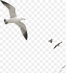 Ben 10 animated series storyboard, reading, grass png. Seagull Png Images Pngegg