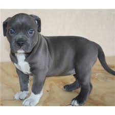 Die lösung „norrbottenspitz im kreuzworträtsel enthält fünfzehn buchstaben und ist einer umschreibung in diesem lexikon zugeordnet. American Pit Bull Terrier Hund In Schweiz American Pit Bull Terrier Welpen Kaufen Verkaufen Schweiz Welpen Kaufen American Pit Bull Terrier Schweiz American Pit Bull Terrier Zuchter Kennel Welpen Kaufen American
