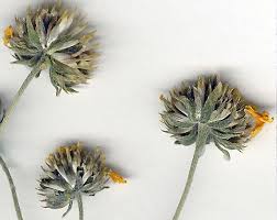 Image result for Verbesina encelioides